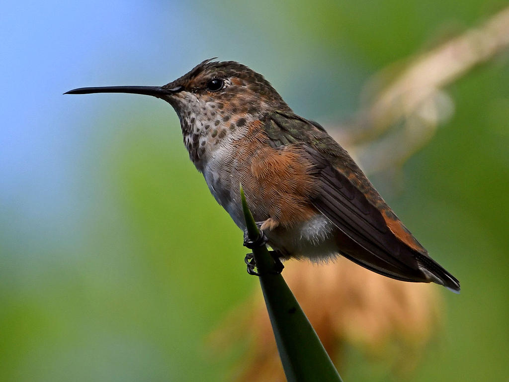 Hummer3.jpg