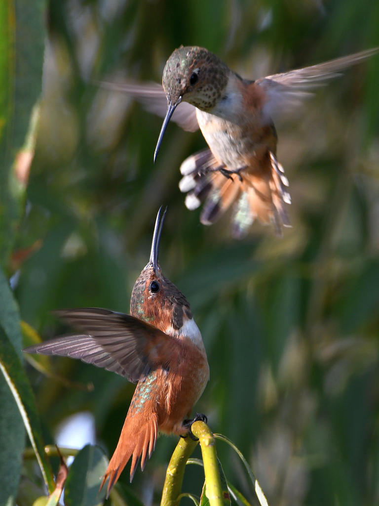 Hummer3.jpg