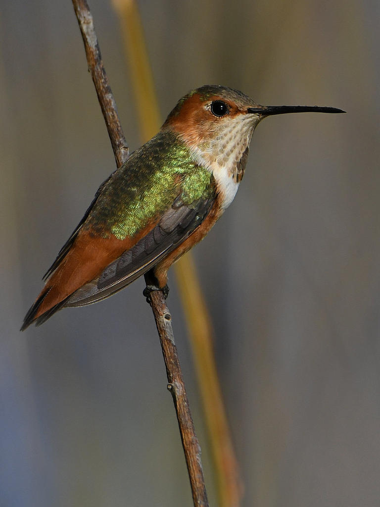 Hummer3.jpg