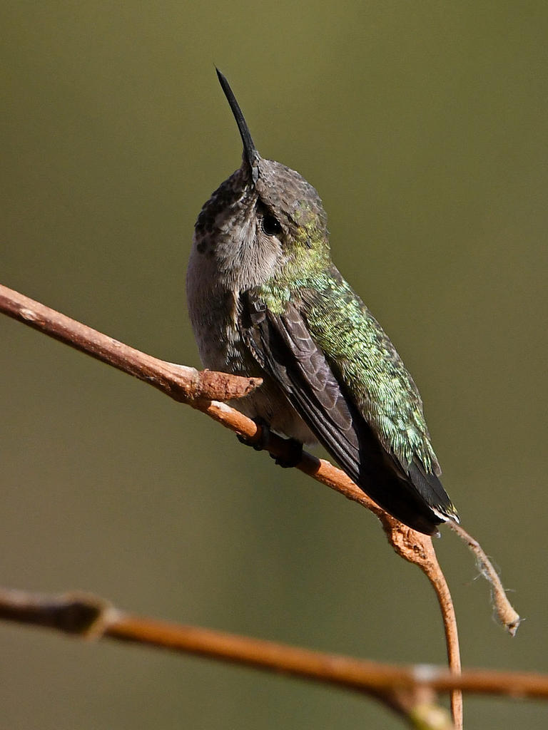 Hummer3.jpg