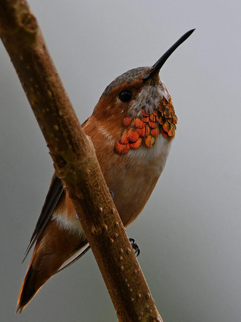 Hummer3.jpg