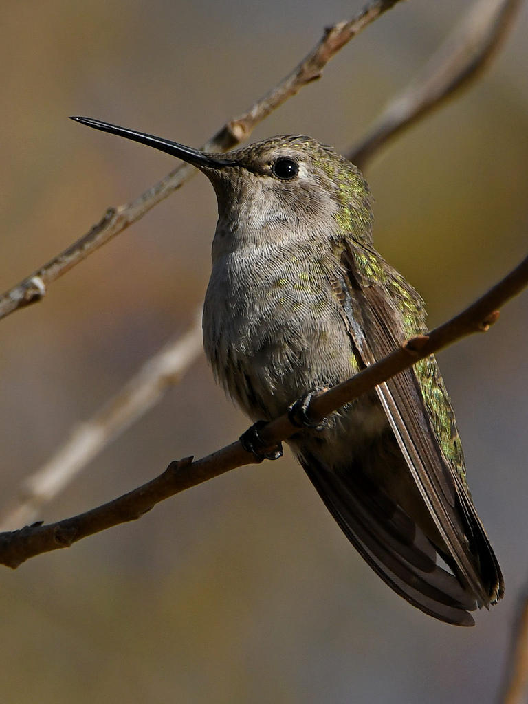 Hummer3.jpg