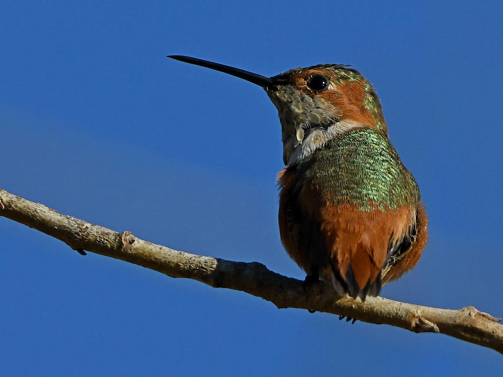 Hummer3.jpg