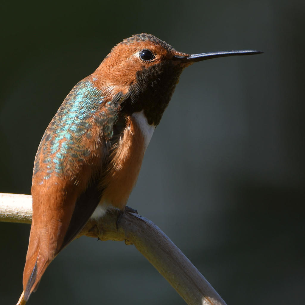 Hummer3.jpg