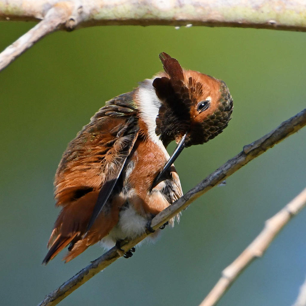 Hummer3.jpg
