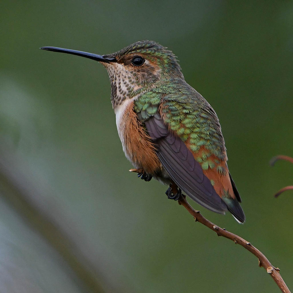 Hummer3.jpg