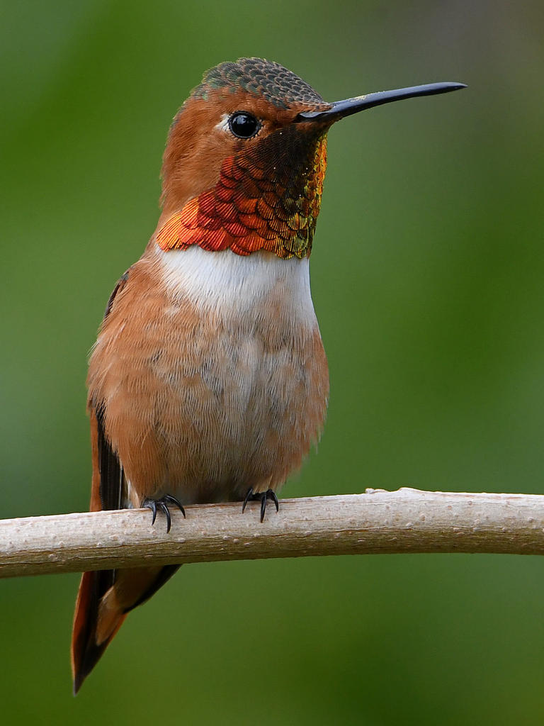 Hummer3.jpg