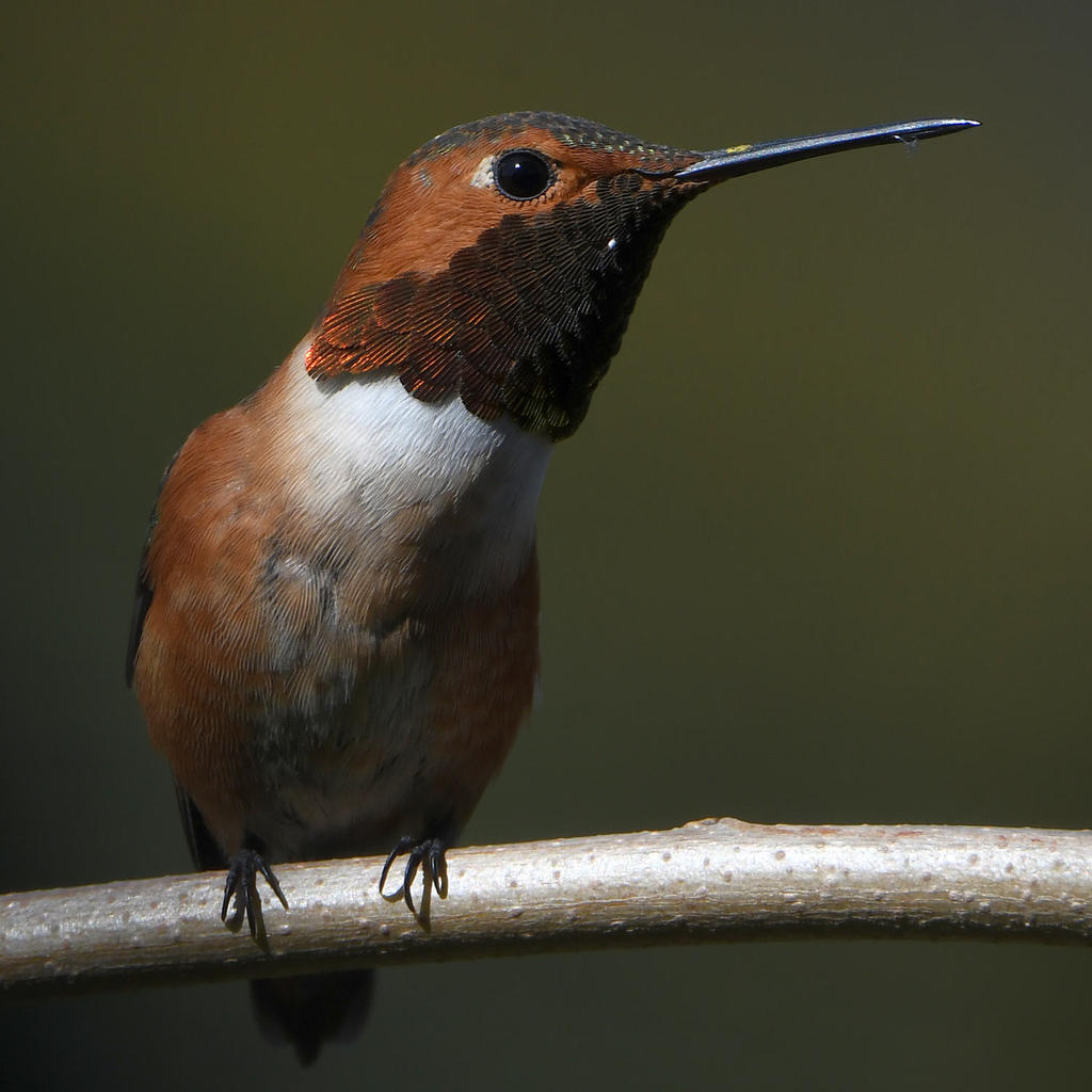Hummer3.jpg
