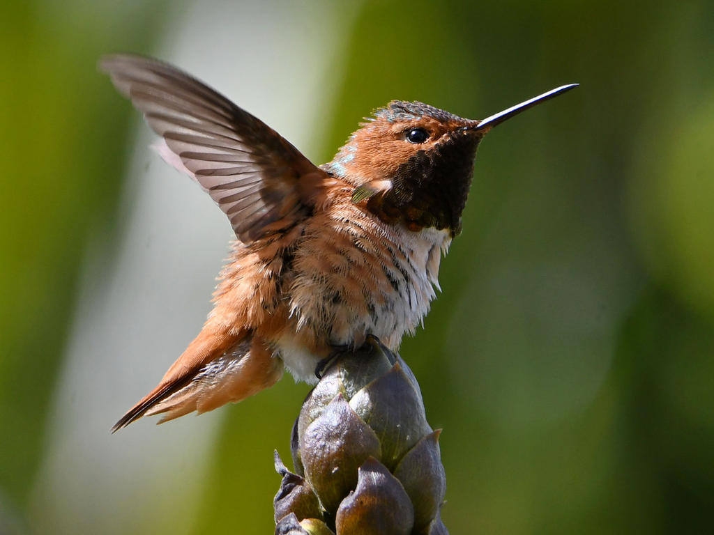 Hummer3.jpg