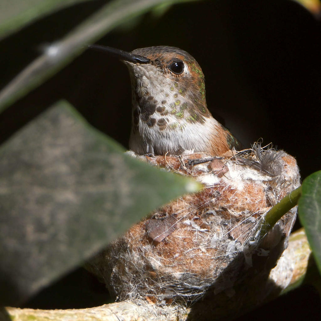 Hummer3.jpg