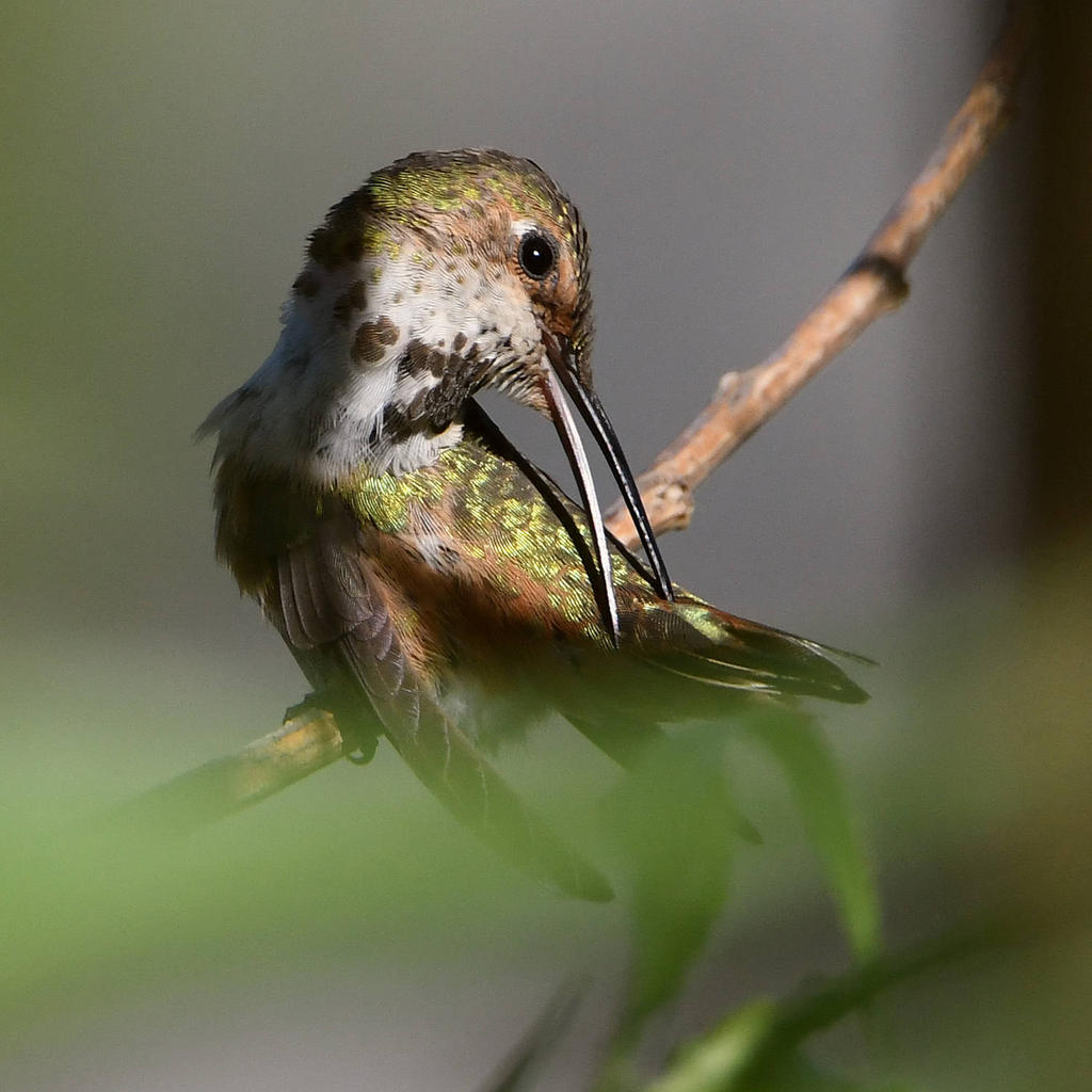 Hummer3.jpg