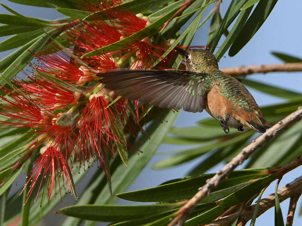 Hummer3.jpg