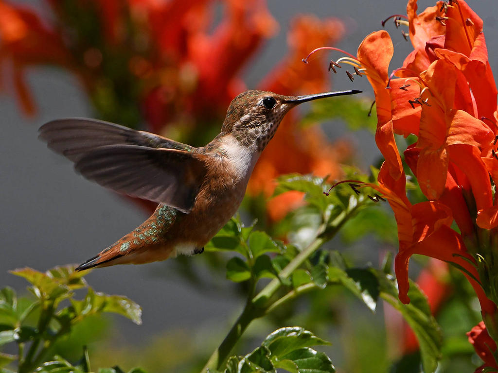 Hummer3.jpg