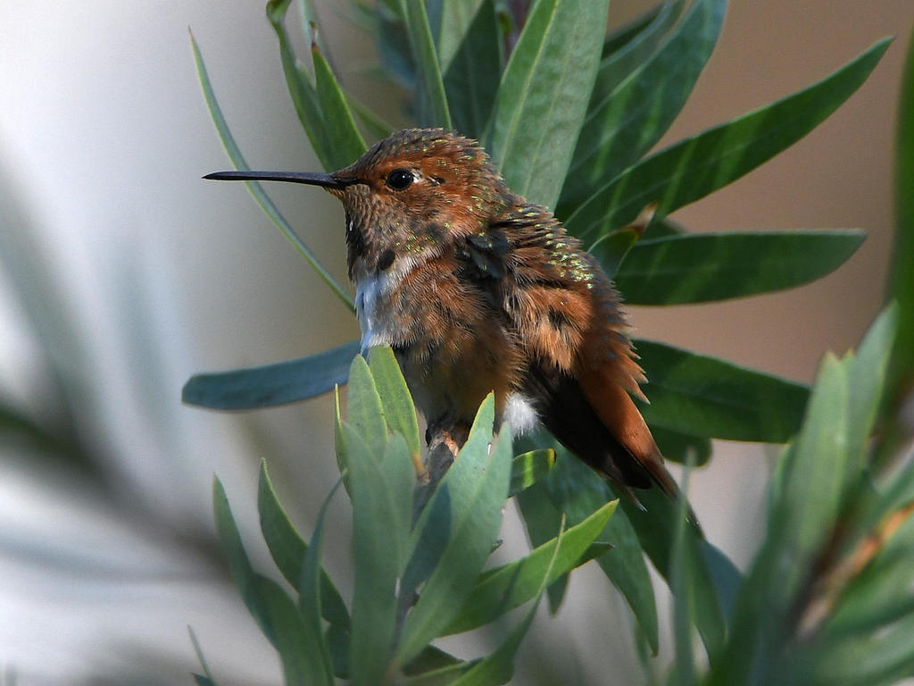 Hummer3.jpg
