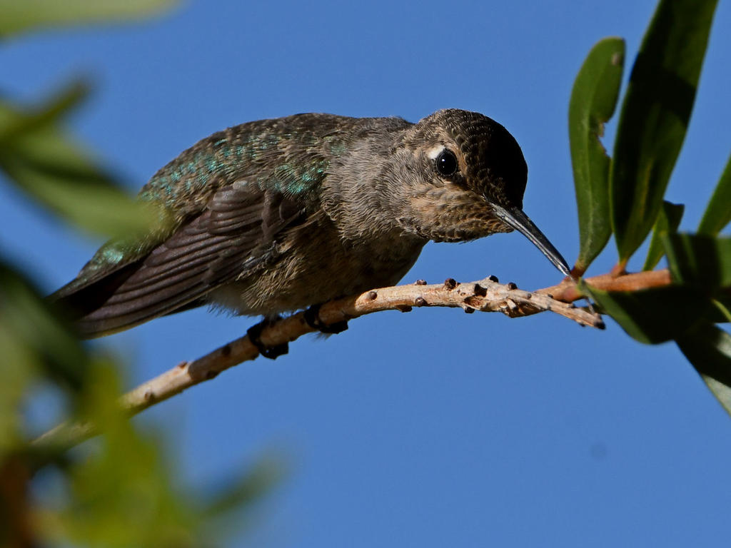 Hummer3.jpg