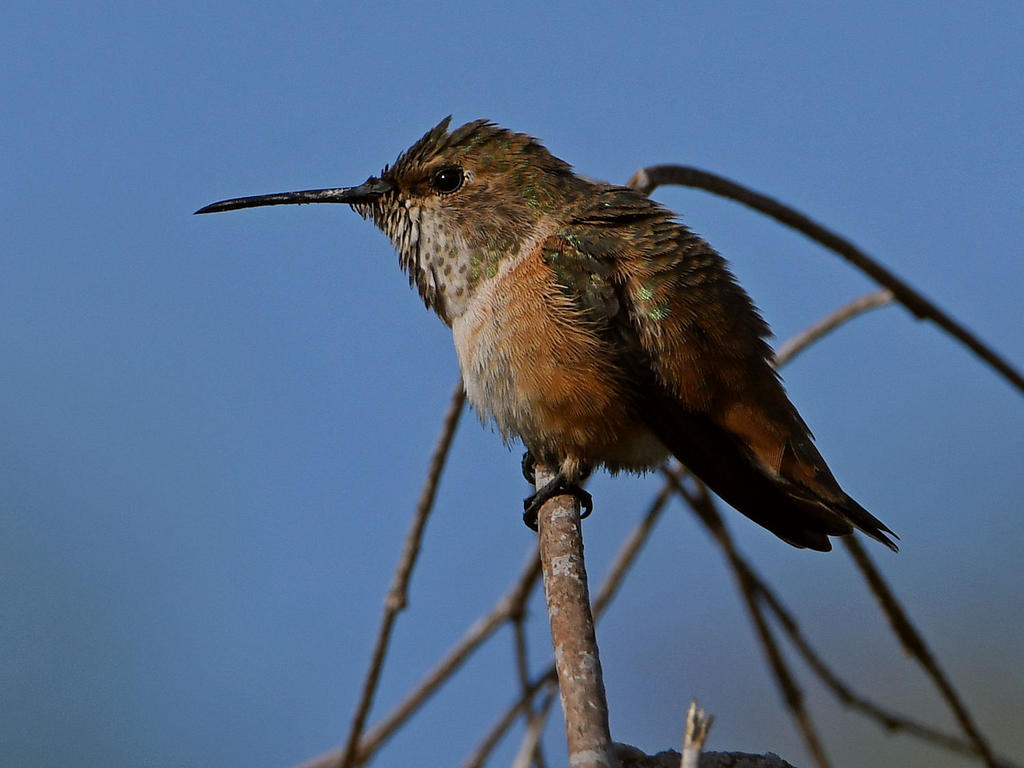 Hummer3.jpg