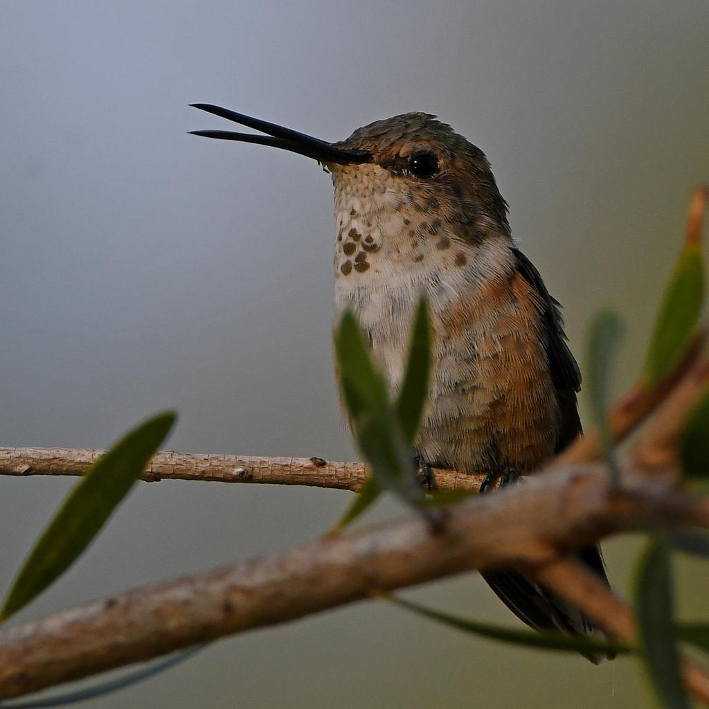 Hummer3.jpg