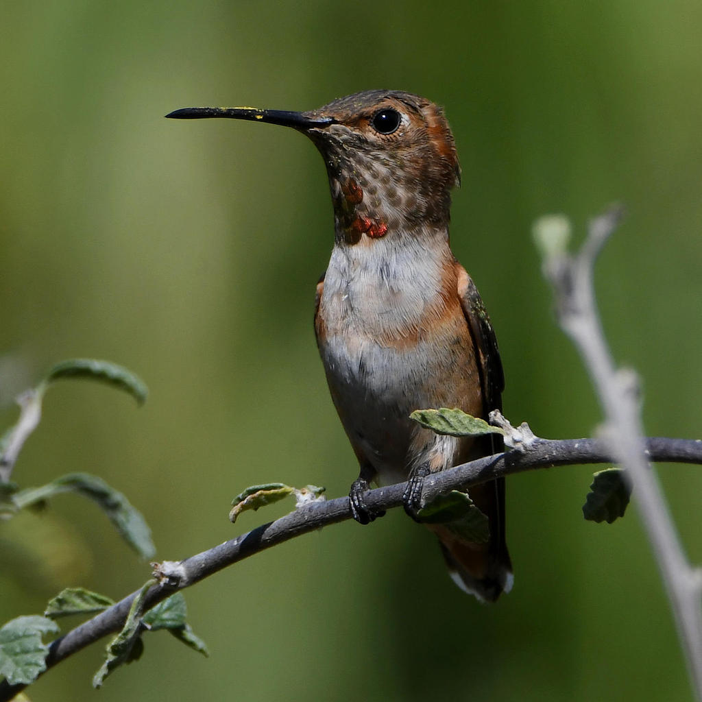 Hummer3.jpg