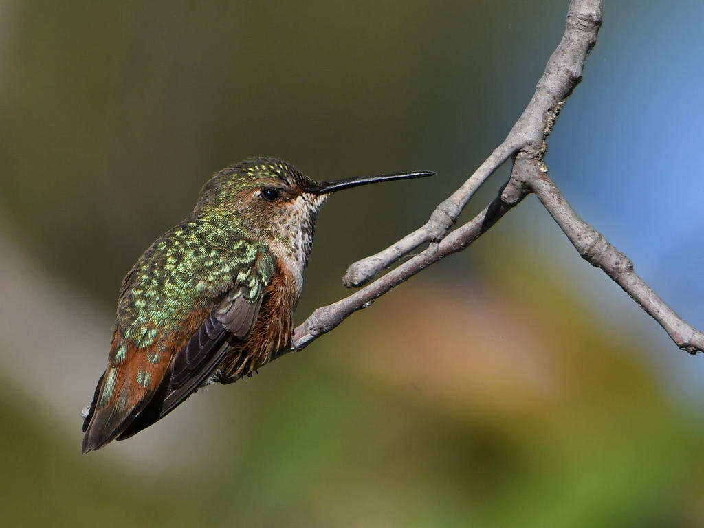 Hummer3.jpg