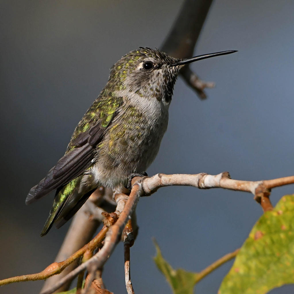 Hummer3.jpg