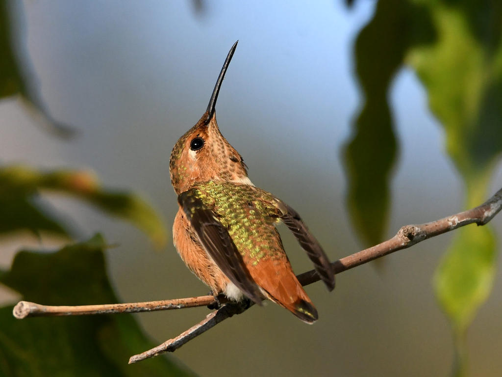 Hummer3.jpg