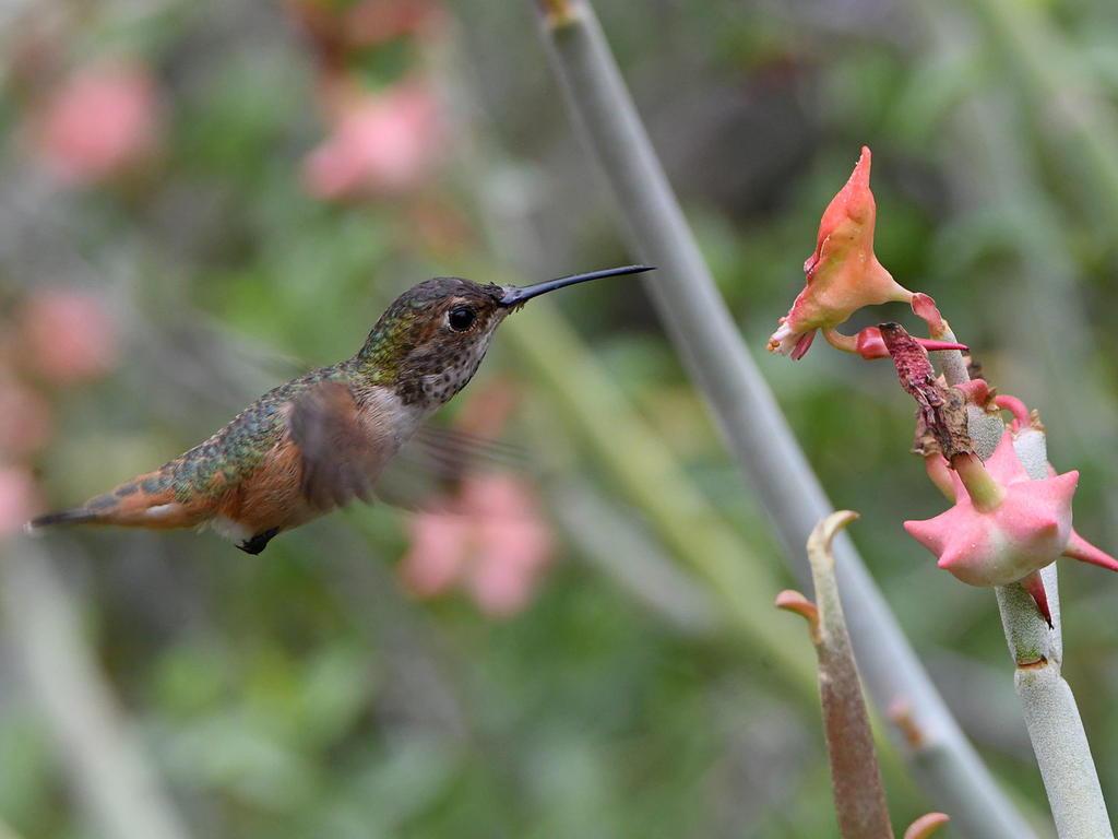 Hummer3.jpg