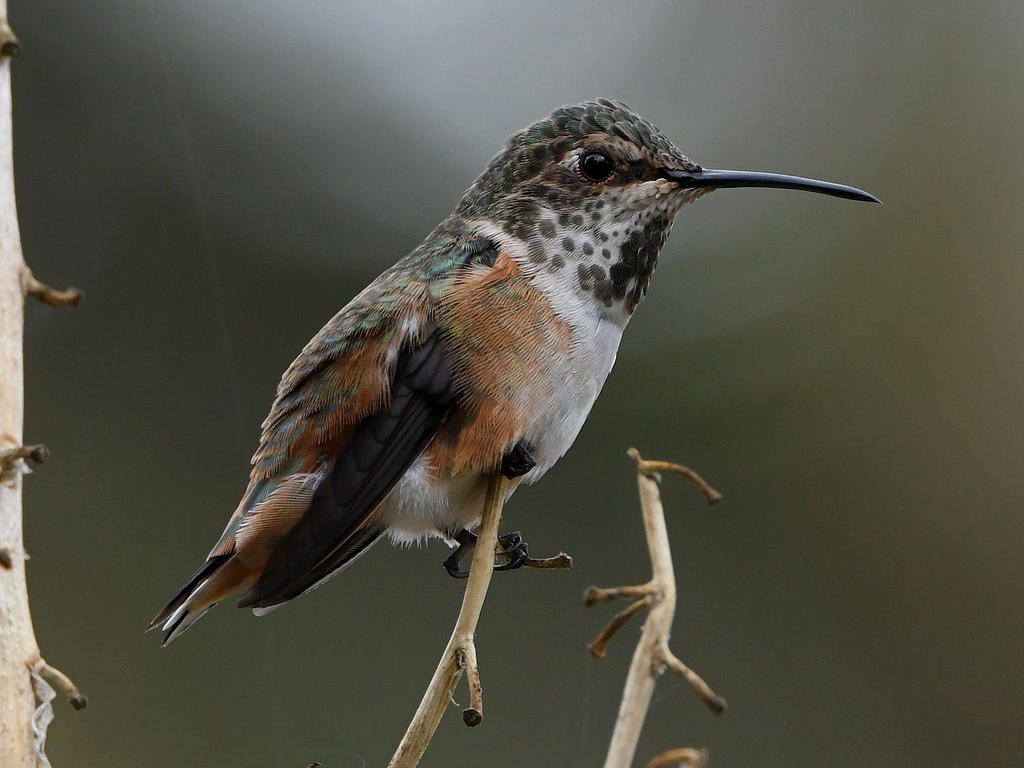 Hummer3.jpg