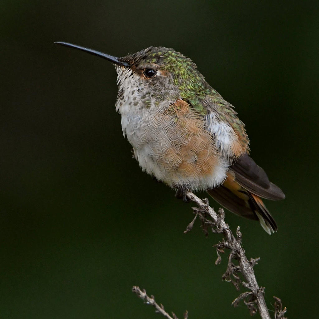 Hummer3.jpg