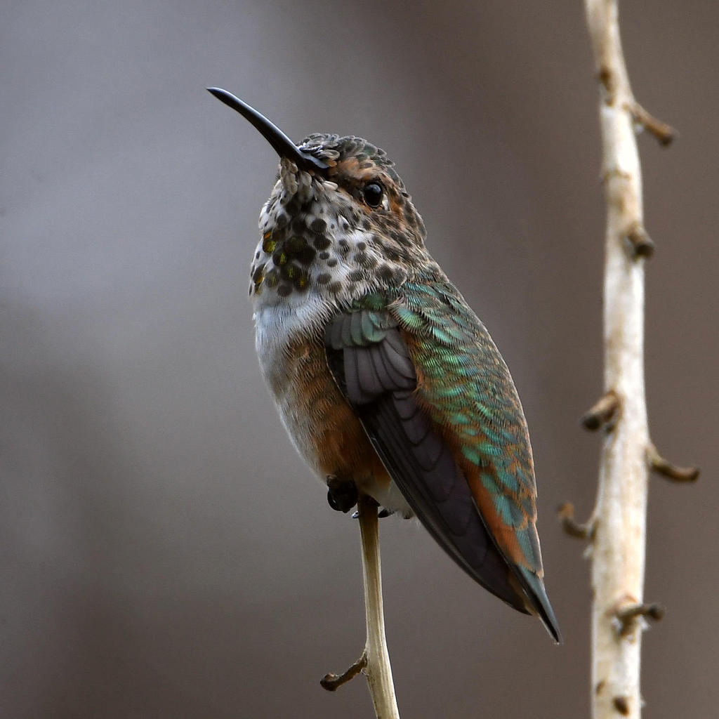 Hummer3.jpg