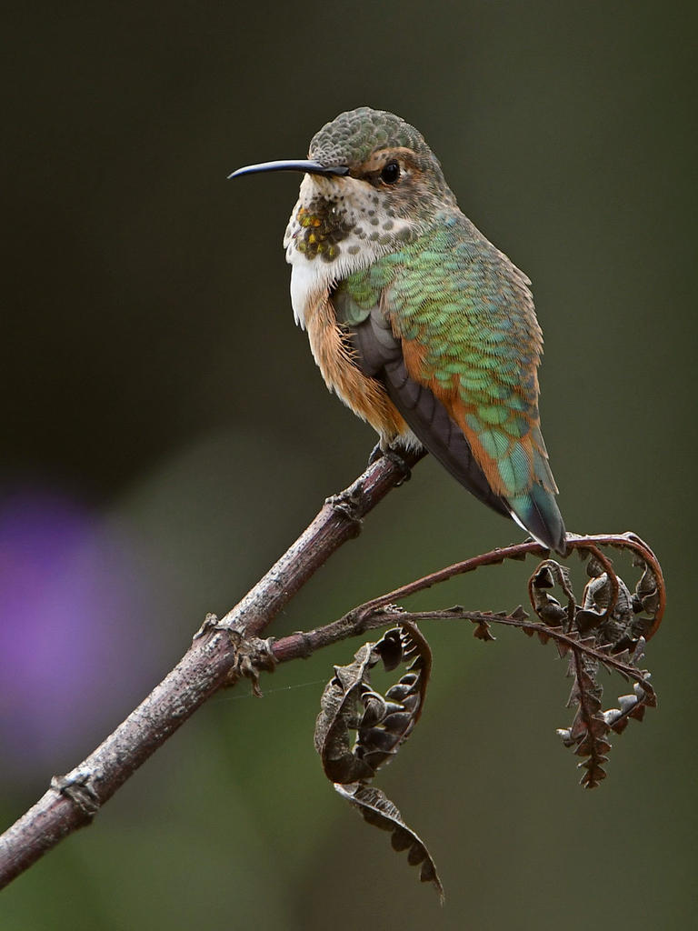 Hummer3.jpg
