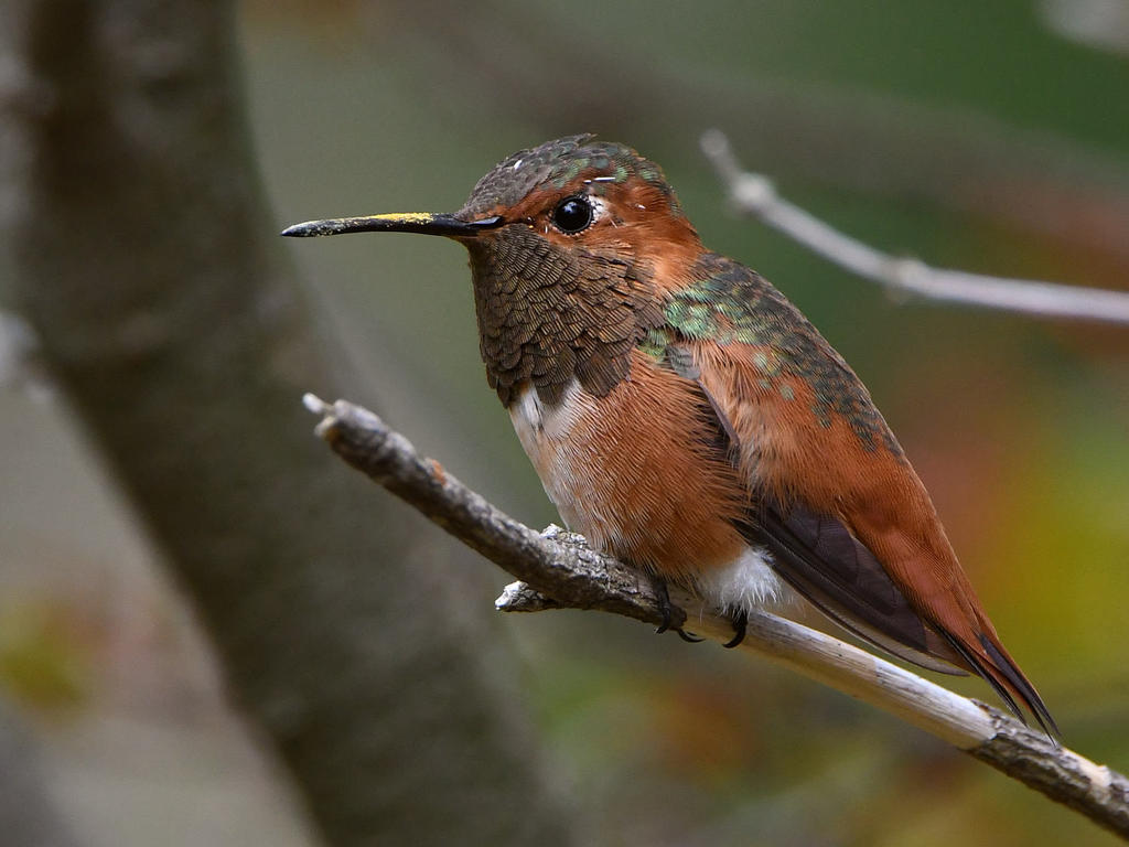 Hummer3.jpg