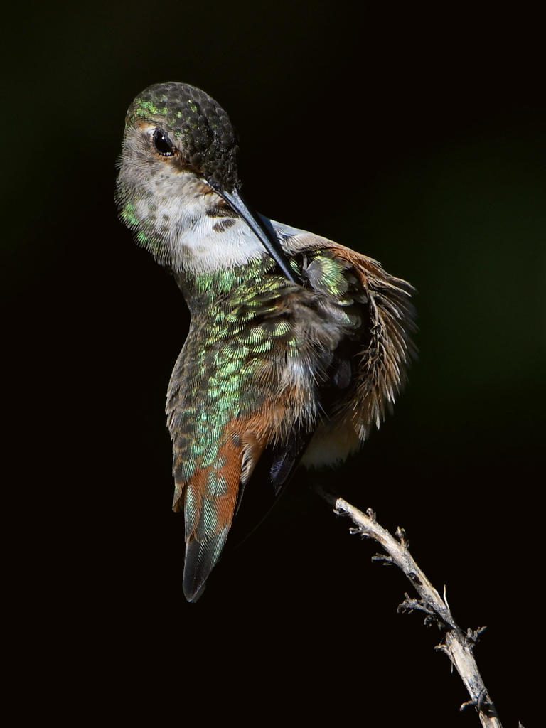 Hummer3.jpg