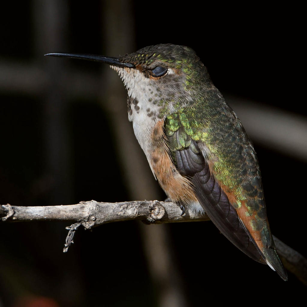 Hummer3.jpg