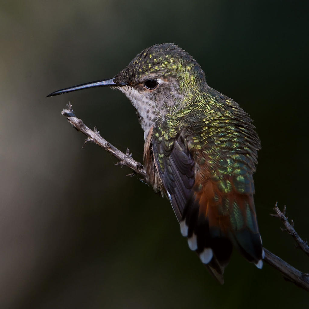 Hummer3.jpg