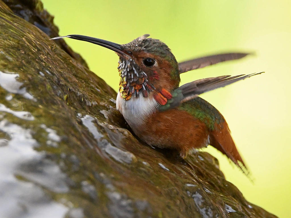 Hummer3.jpg