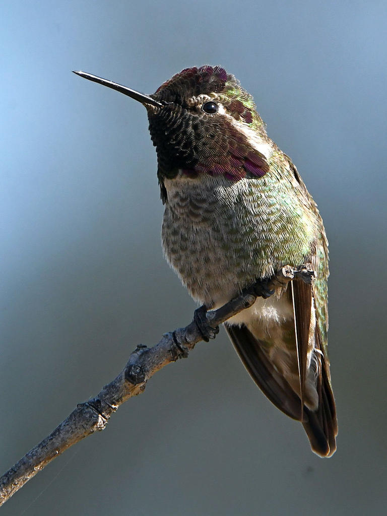 Hummer3.jpg