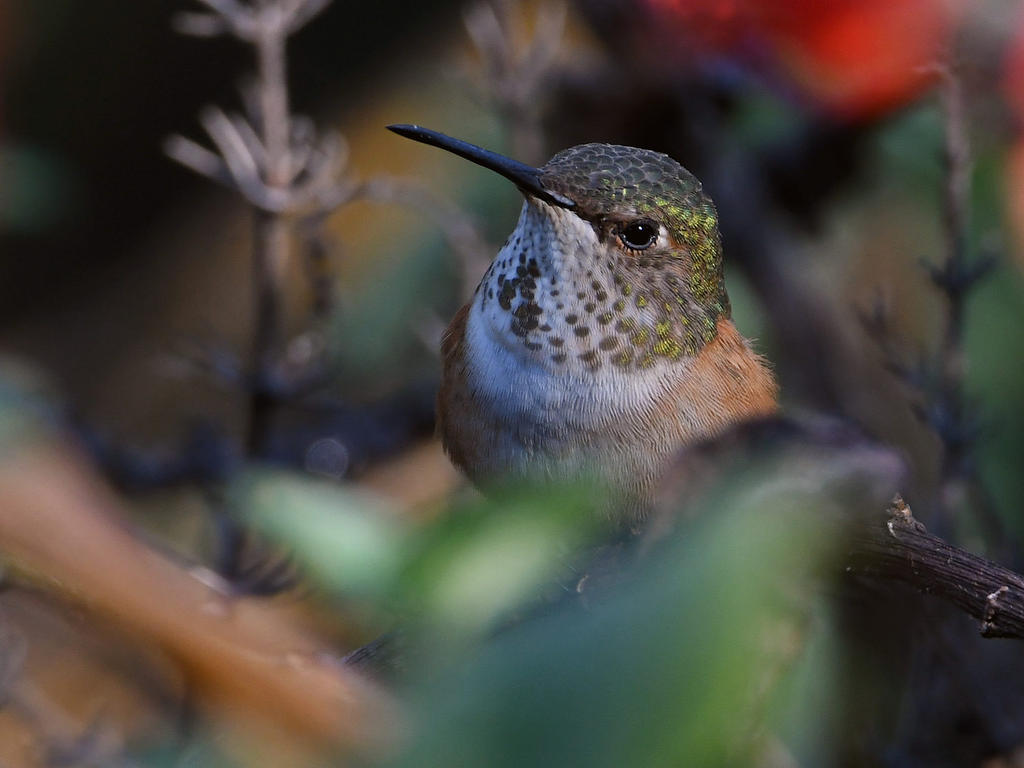 Hummer3.jpg