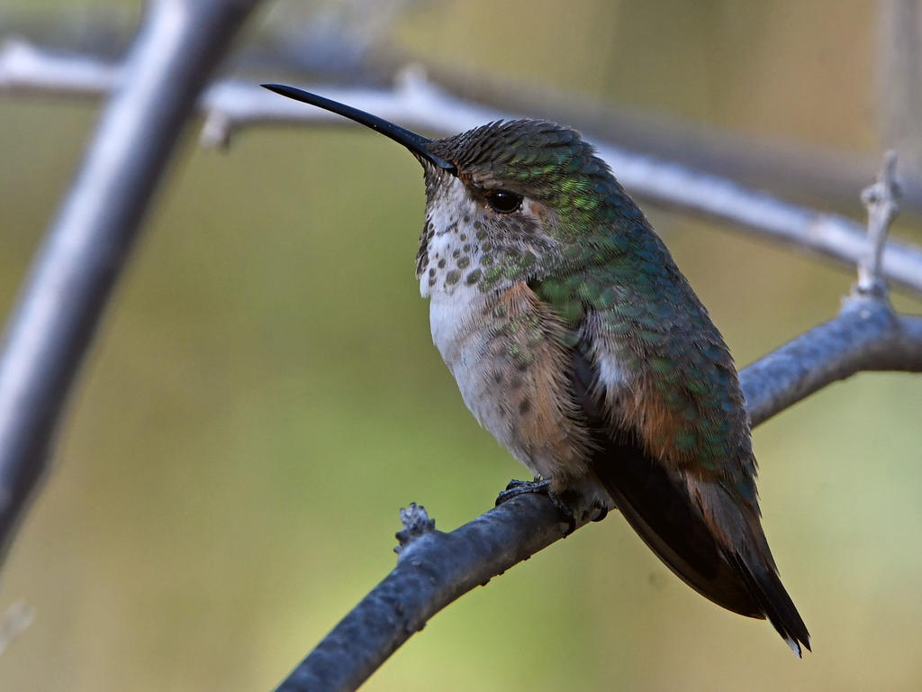 Hummer3.jpg