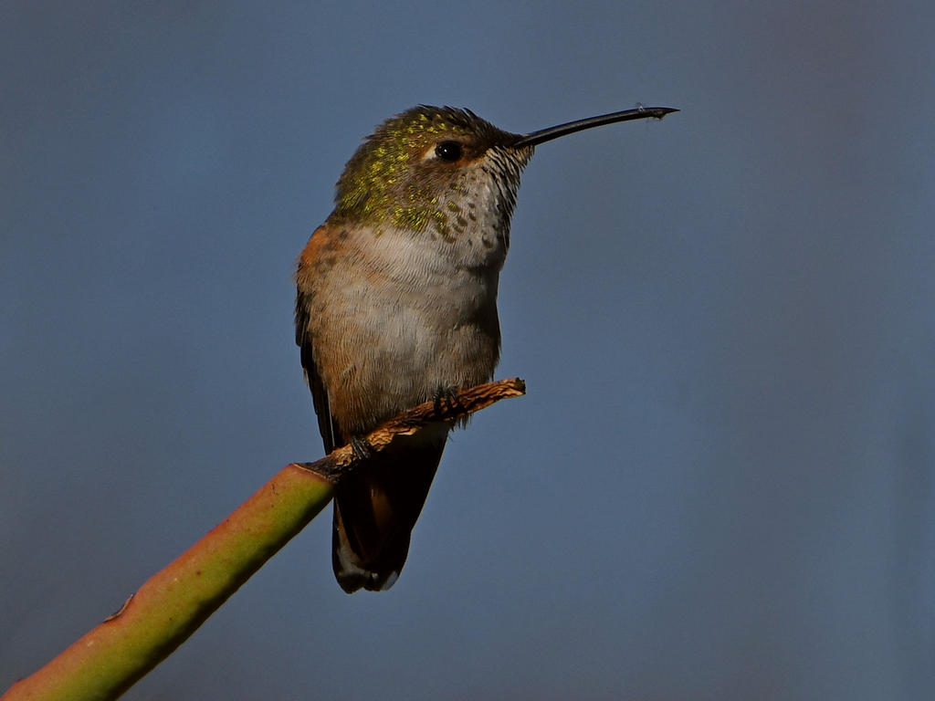Hummer3.jpg