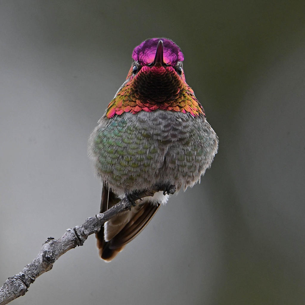 Hummer3.jpg