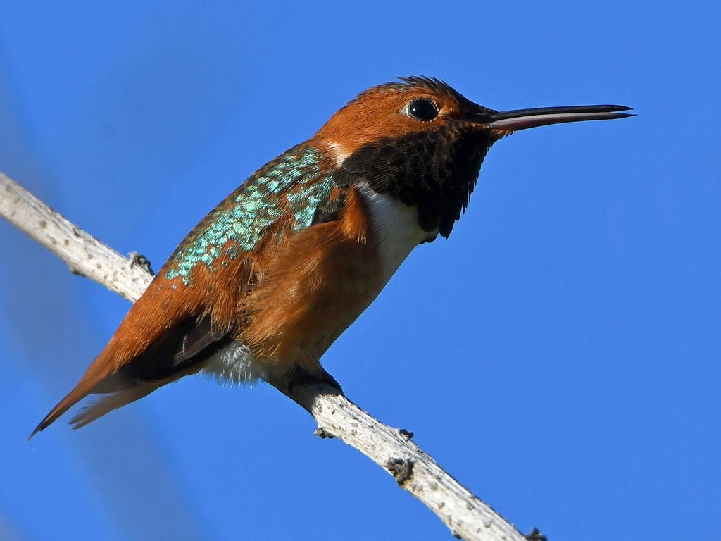 Hummer3.jpg