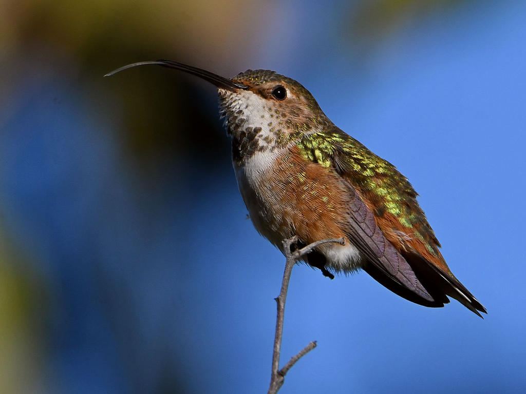 Hummer3.jpg