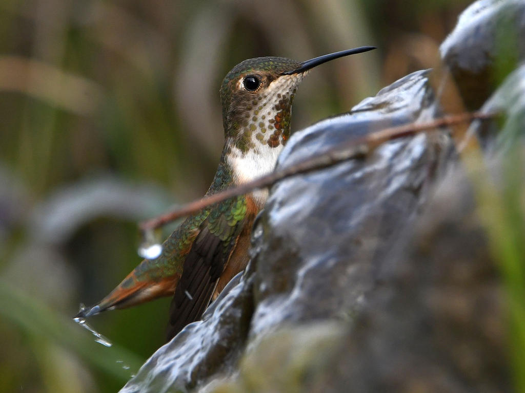 Hummer3.jpg