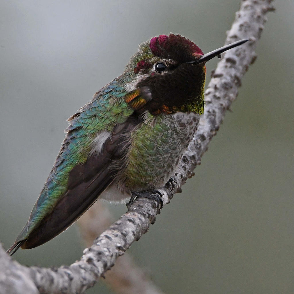 Hummer3.jpg