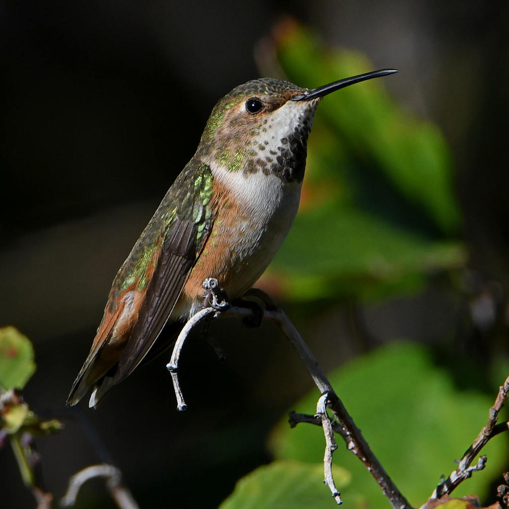 Hummer3.jpg