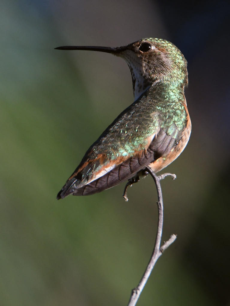 Hummer3.jpg