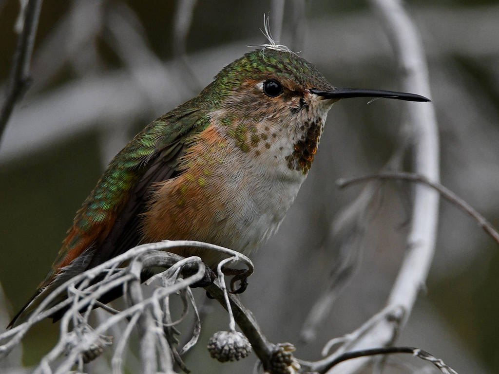 Hummer3.jpg