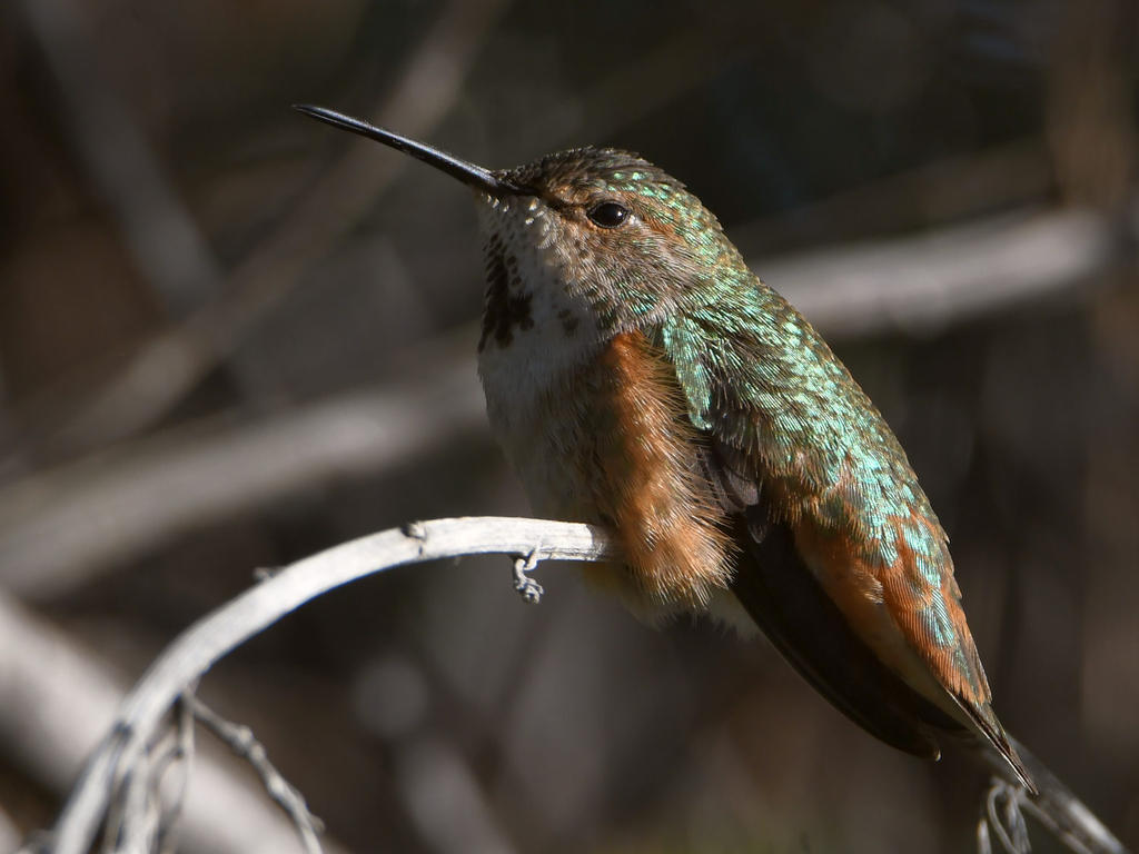 Hummer3.jpg