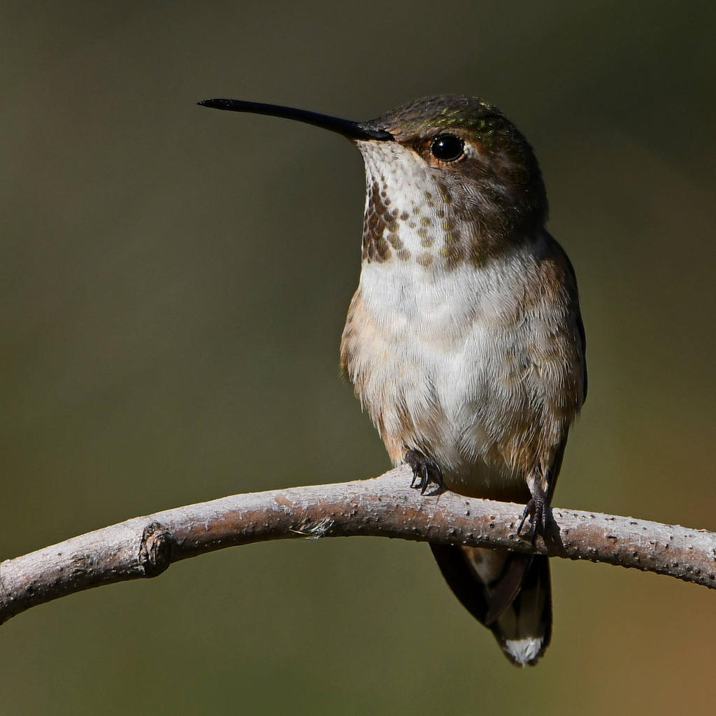 Hummer3.jpg