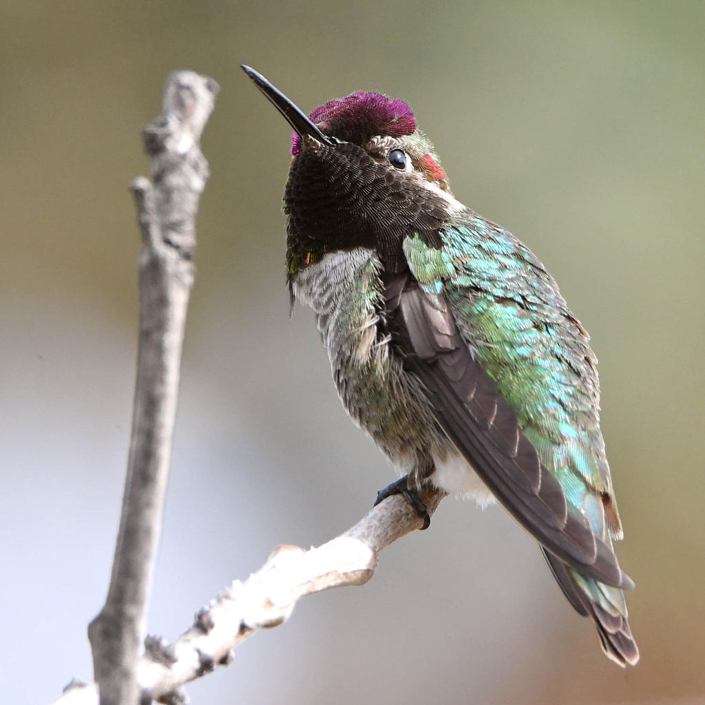 Hummer3.jpg